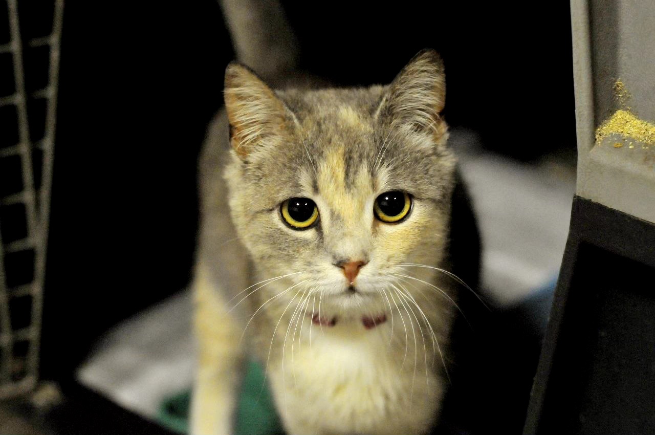 Кошеня Жасмін