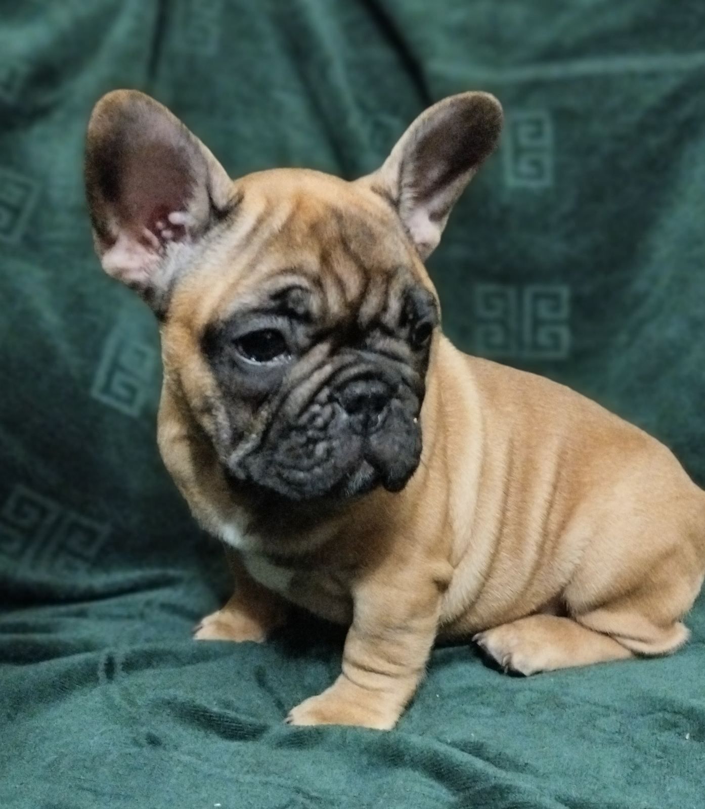 Продам щеня французького бульдога