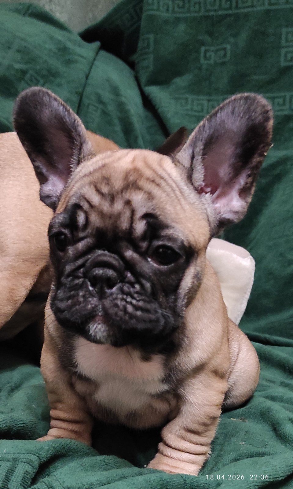 Продам щеня французького бульдога
