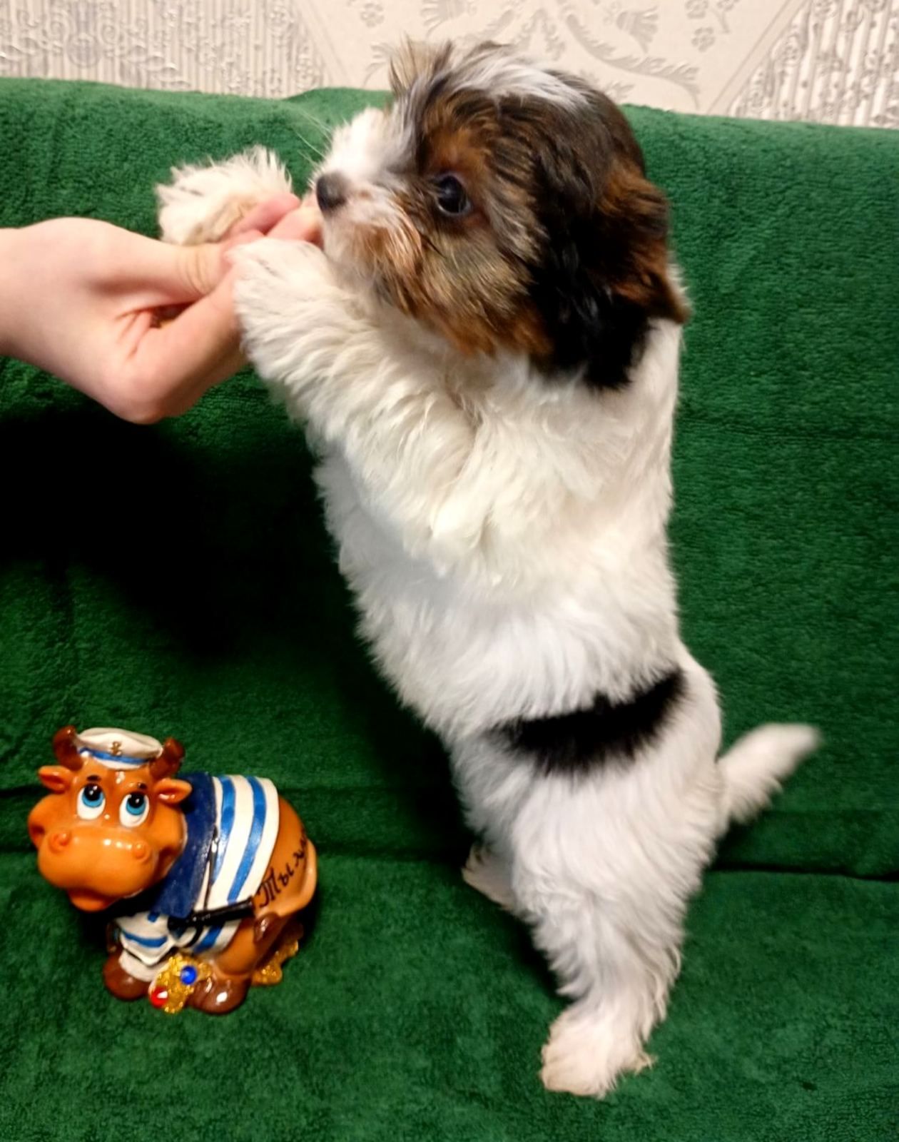 Цуценя Бівер йорк, дівчинка, народження 05 лютого. стандарт