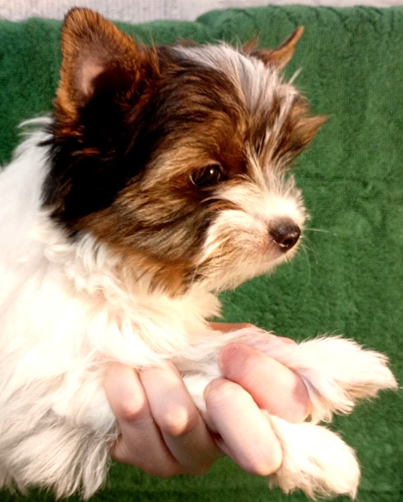 Цуценя Бівер йорк, дівчинка, народження 05 лютого. стандарт