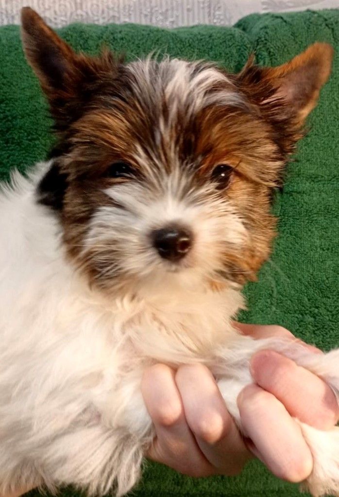 Цуценя Бівер йорк, дівчинка, народження 05 лютого. стандарт