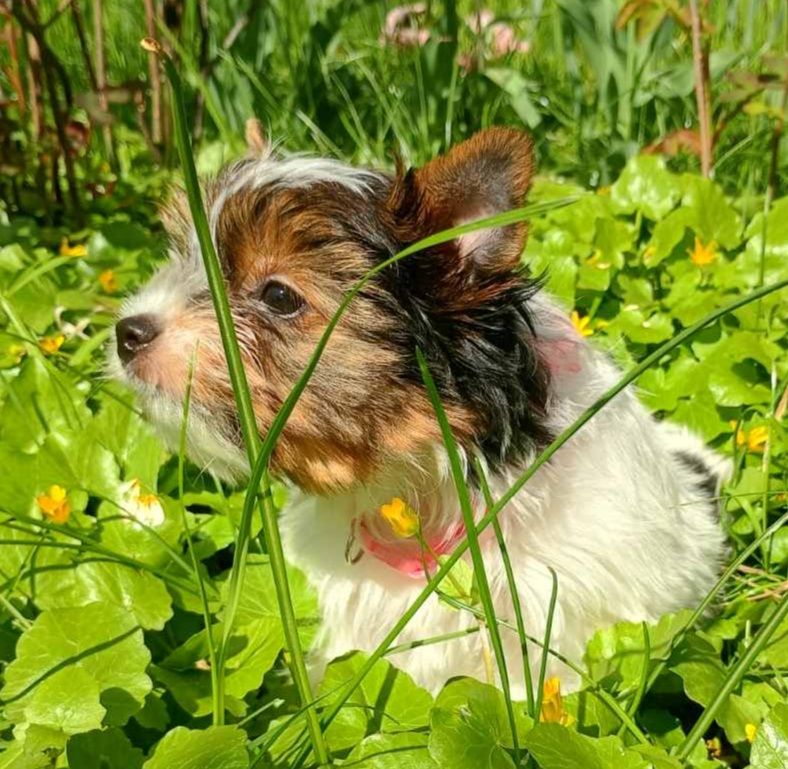 Цуценя Бівер йорк, дівчинка, народження 05 лютого. стандарт
