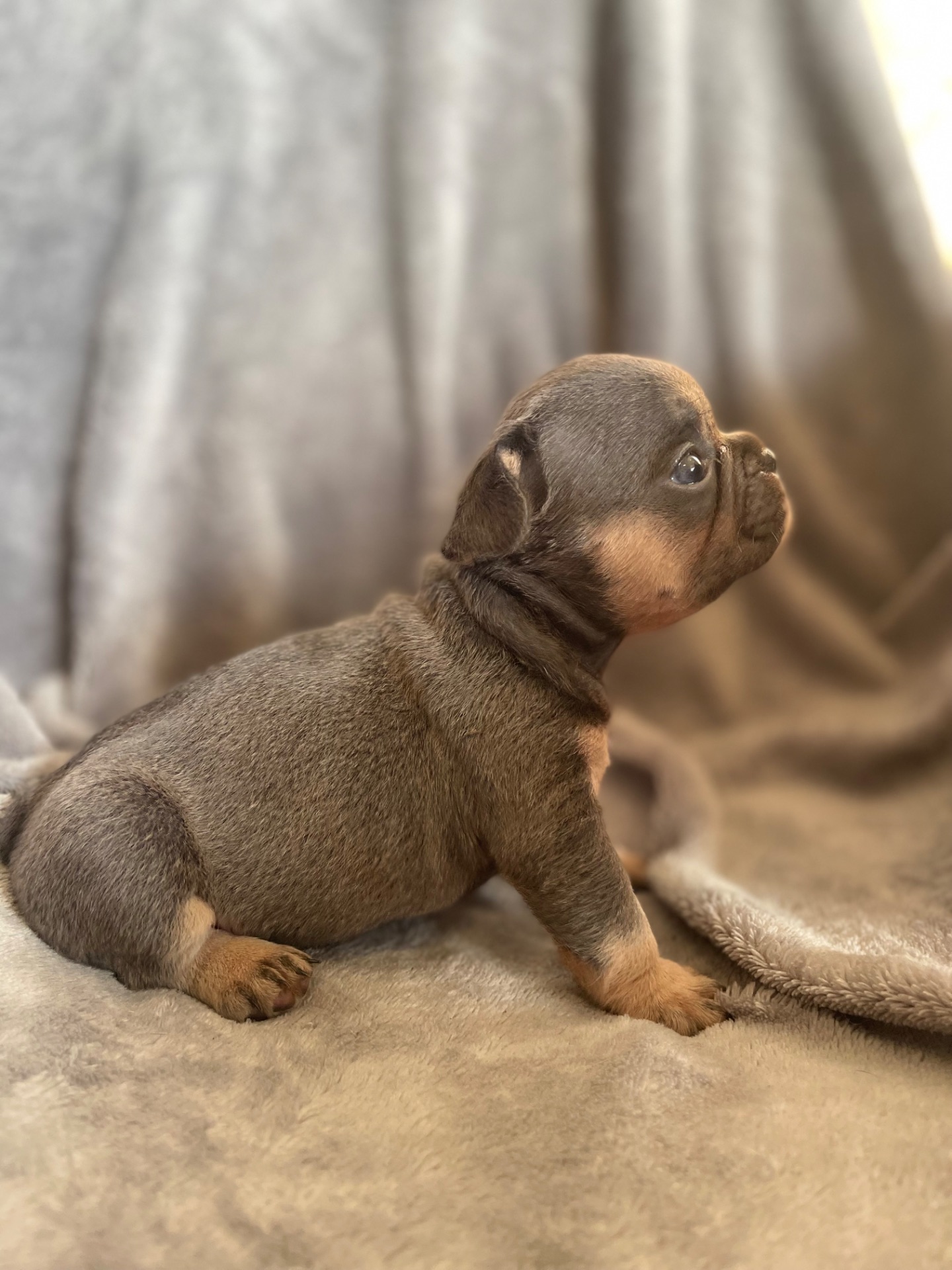 Цуценята бульдога