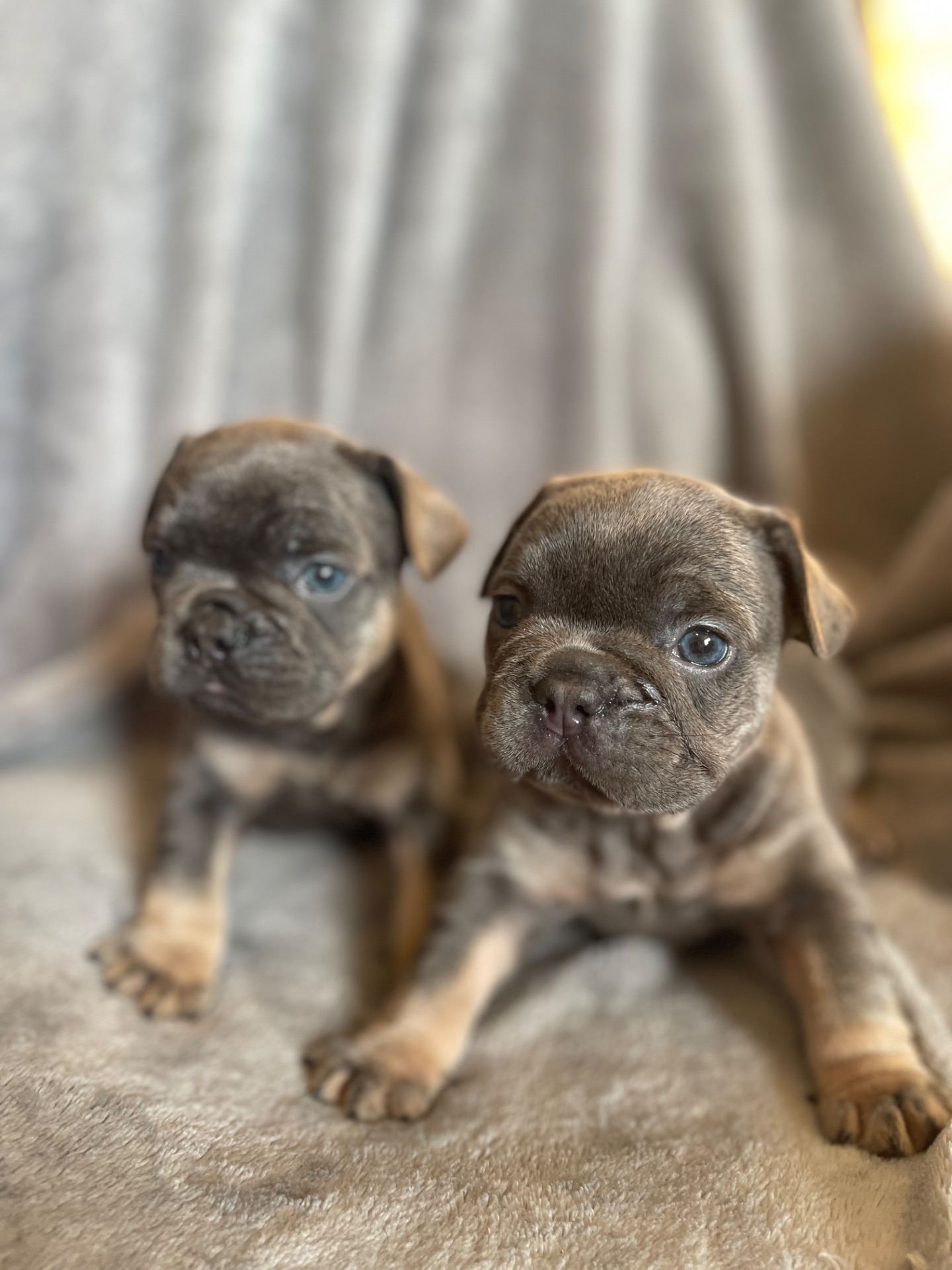 Цуценята бульдога