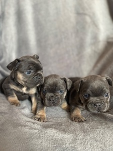 Цуценята бульдога