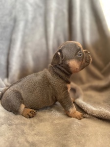 Цуценята бульдога