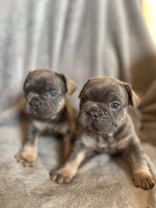 Цуценята бульдога