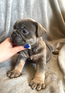 Цуценята бульдога