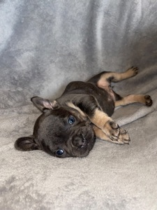 Цуценята бульдога