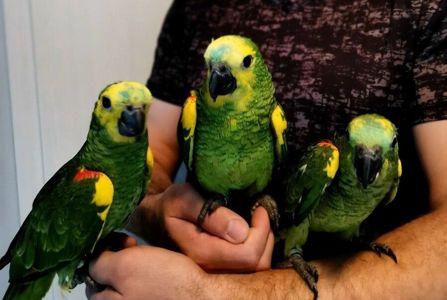Амазон Великого розміру, папуга молодий для навчання розмови