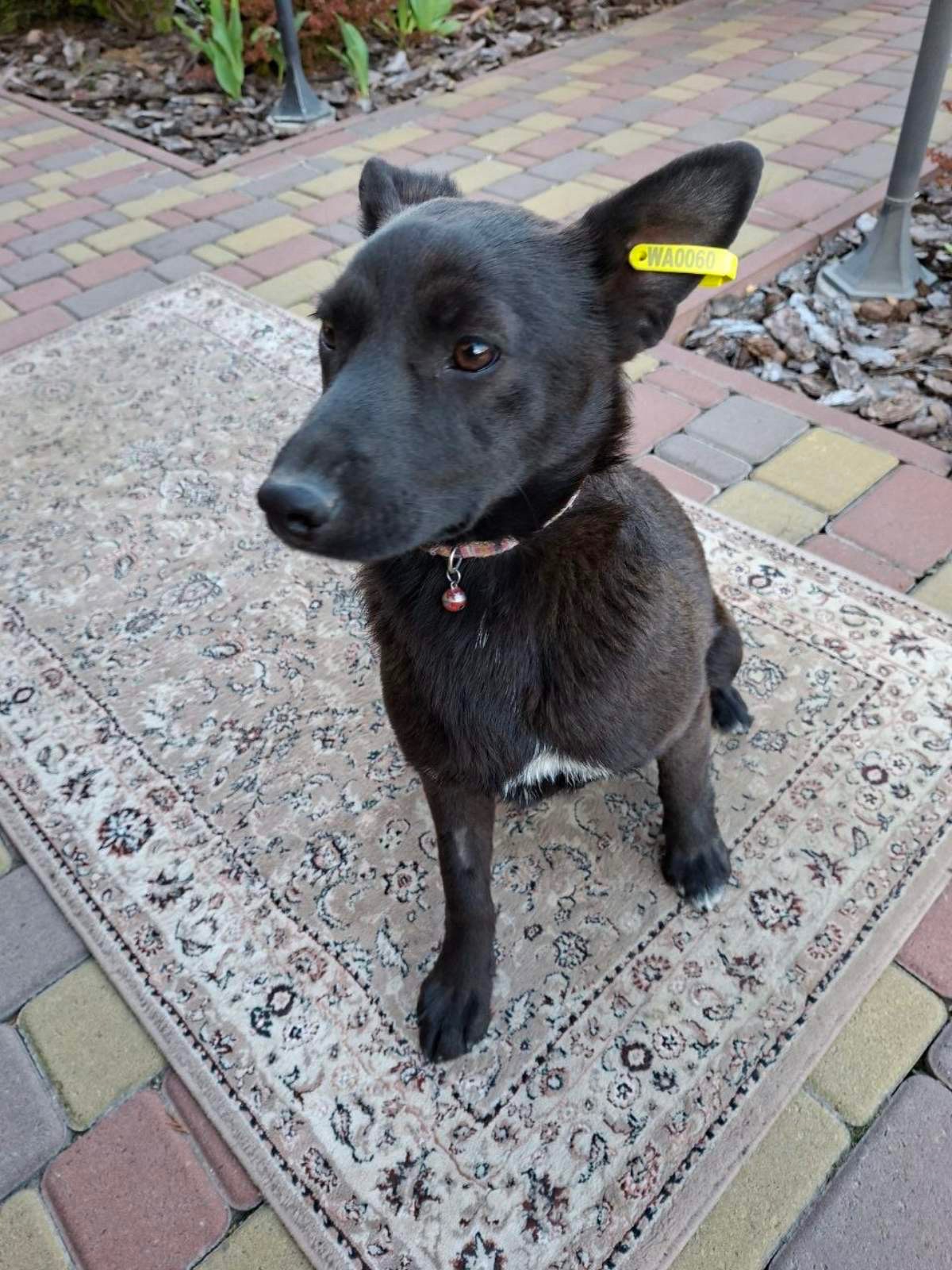 Цуценя 10 кг безкоштовно