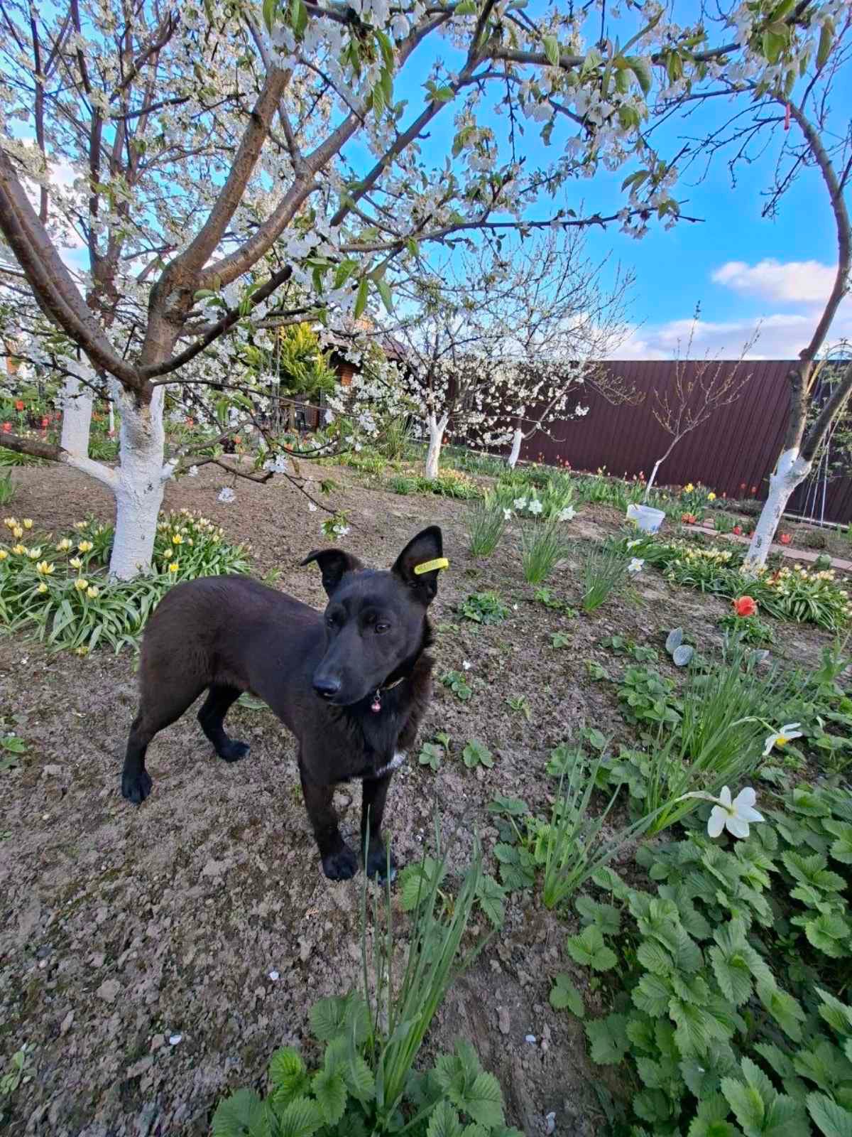 Цуценя 10 кг безкоштовно