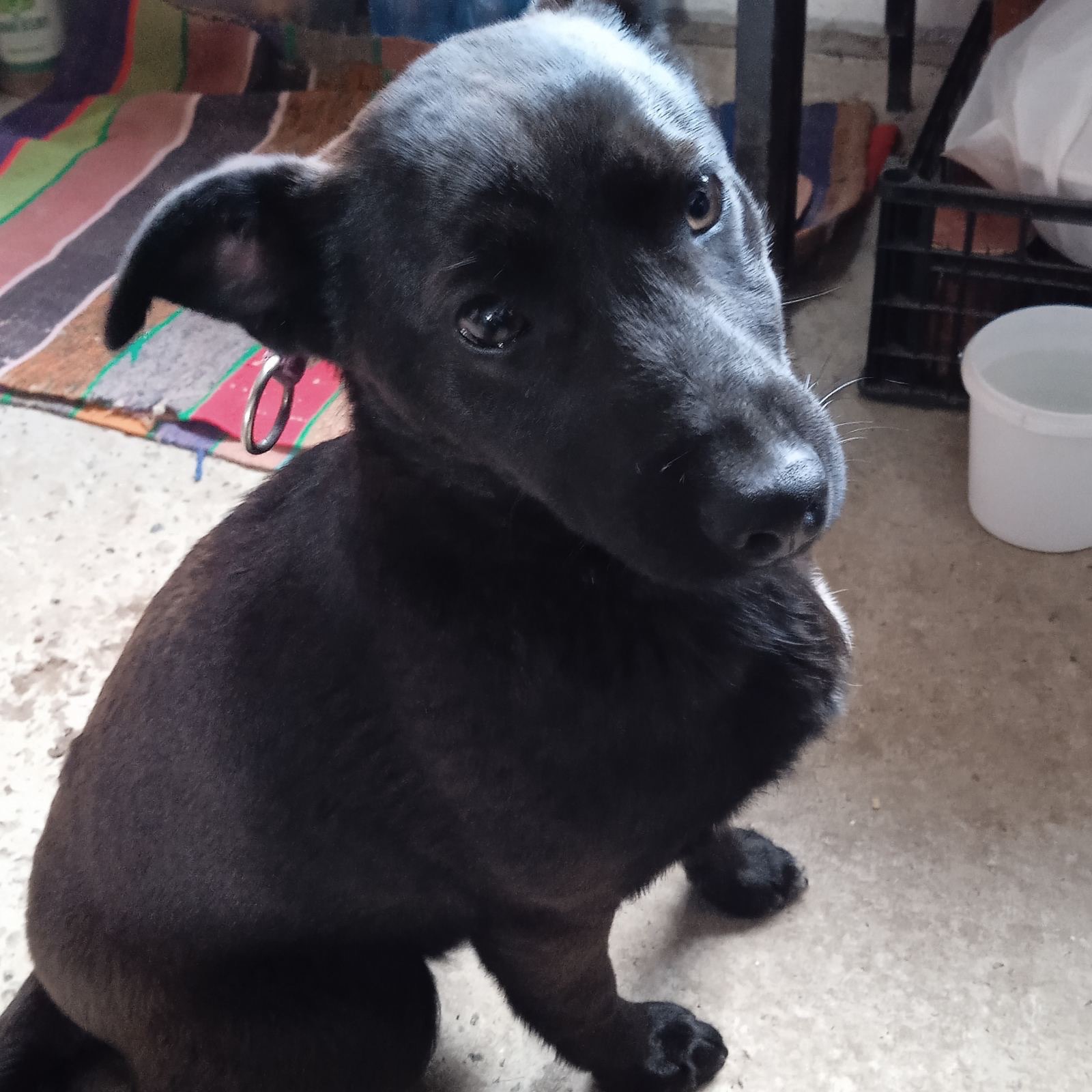 Цуценя 10 кг безкоштовно