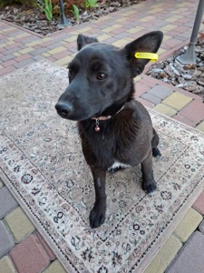 Цуценя 10 кг безкоштовно