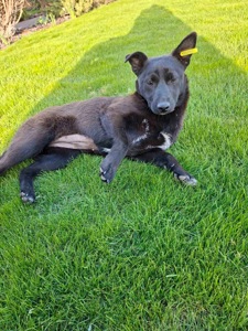 Цуценя 10 кг безкоштовно