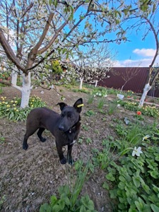 Цуценя 10 кг безкоштовно