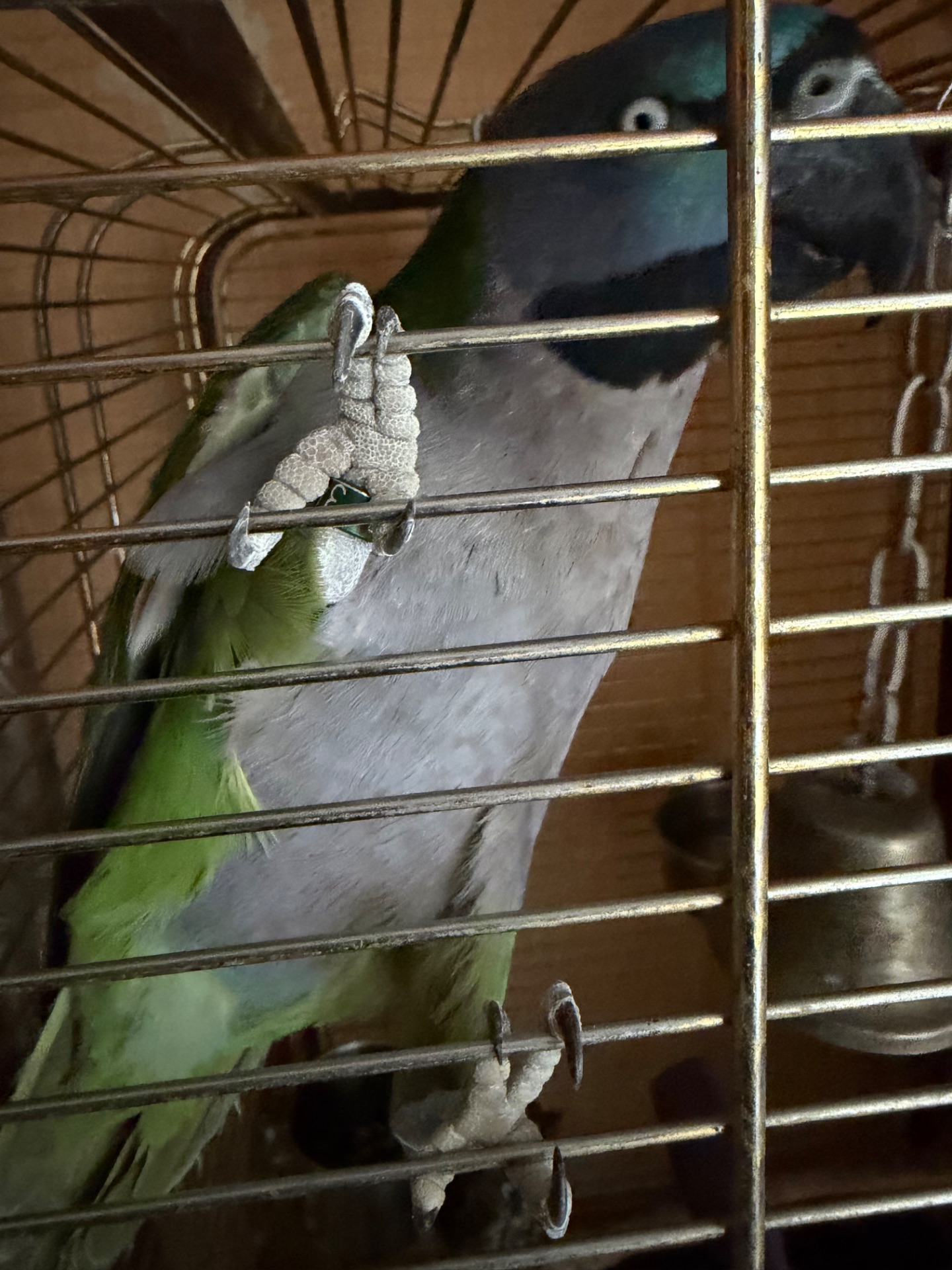 Китайський кільчастий дівчинка