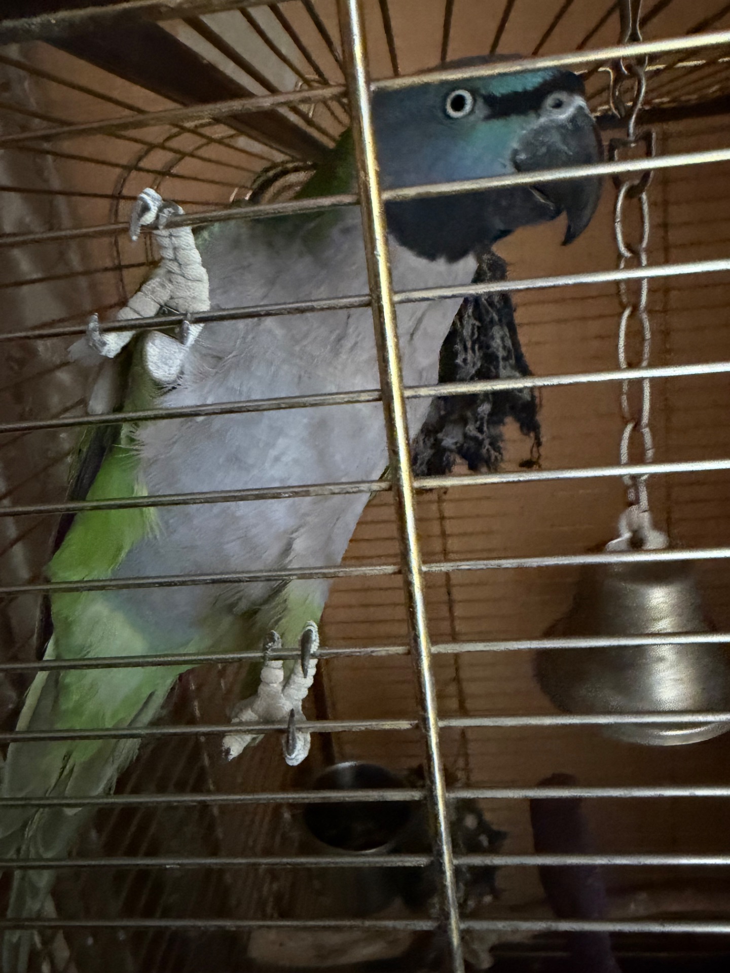 Китайський кільчастий дівчинка