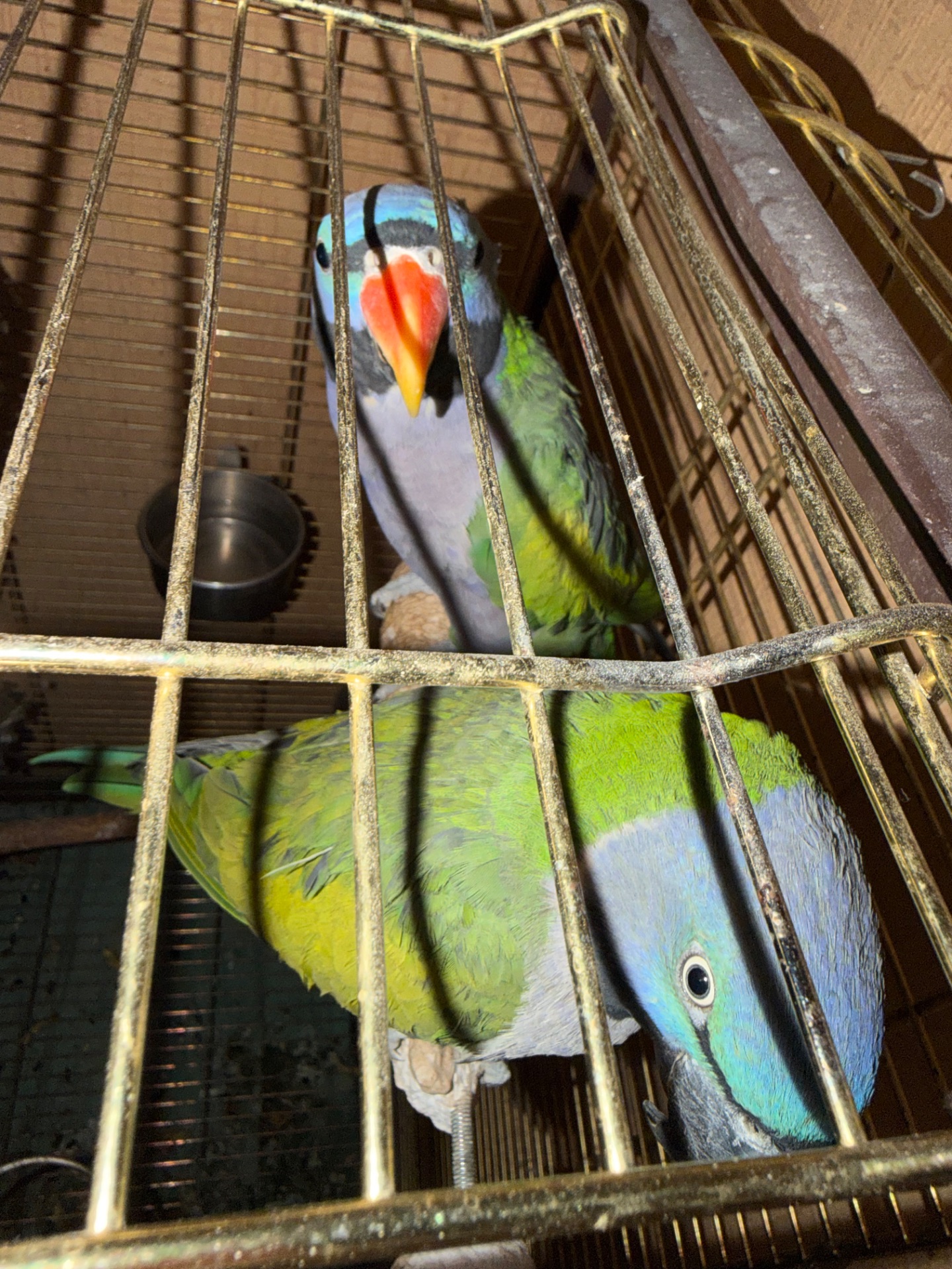 Китайський кільчастий дівчинка