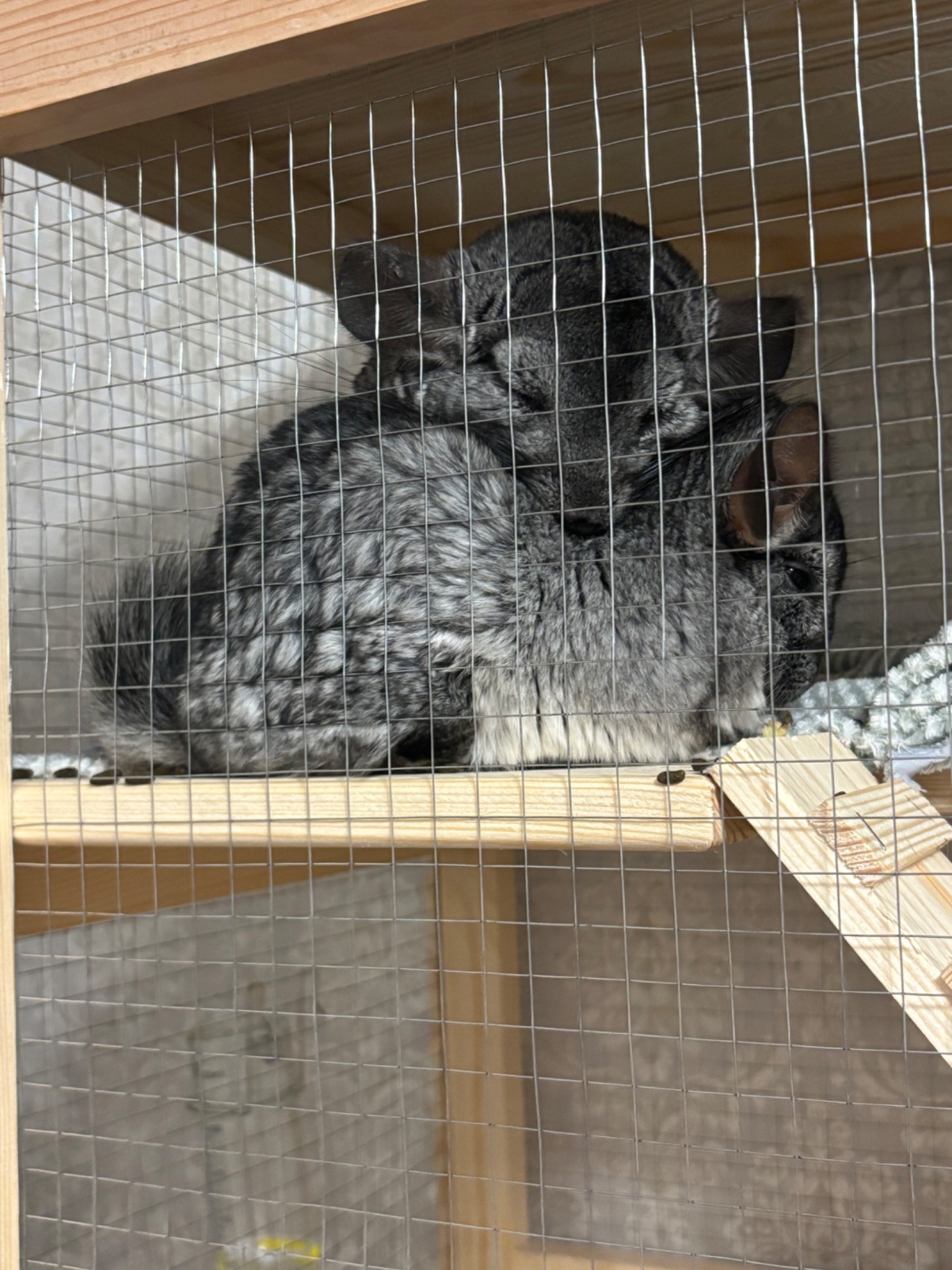 Шиншила / шиншили