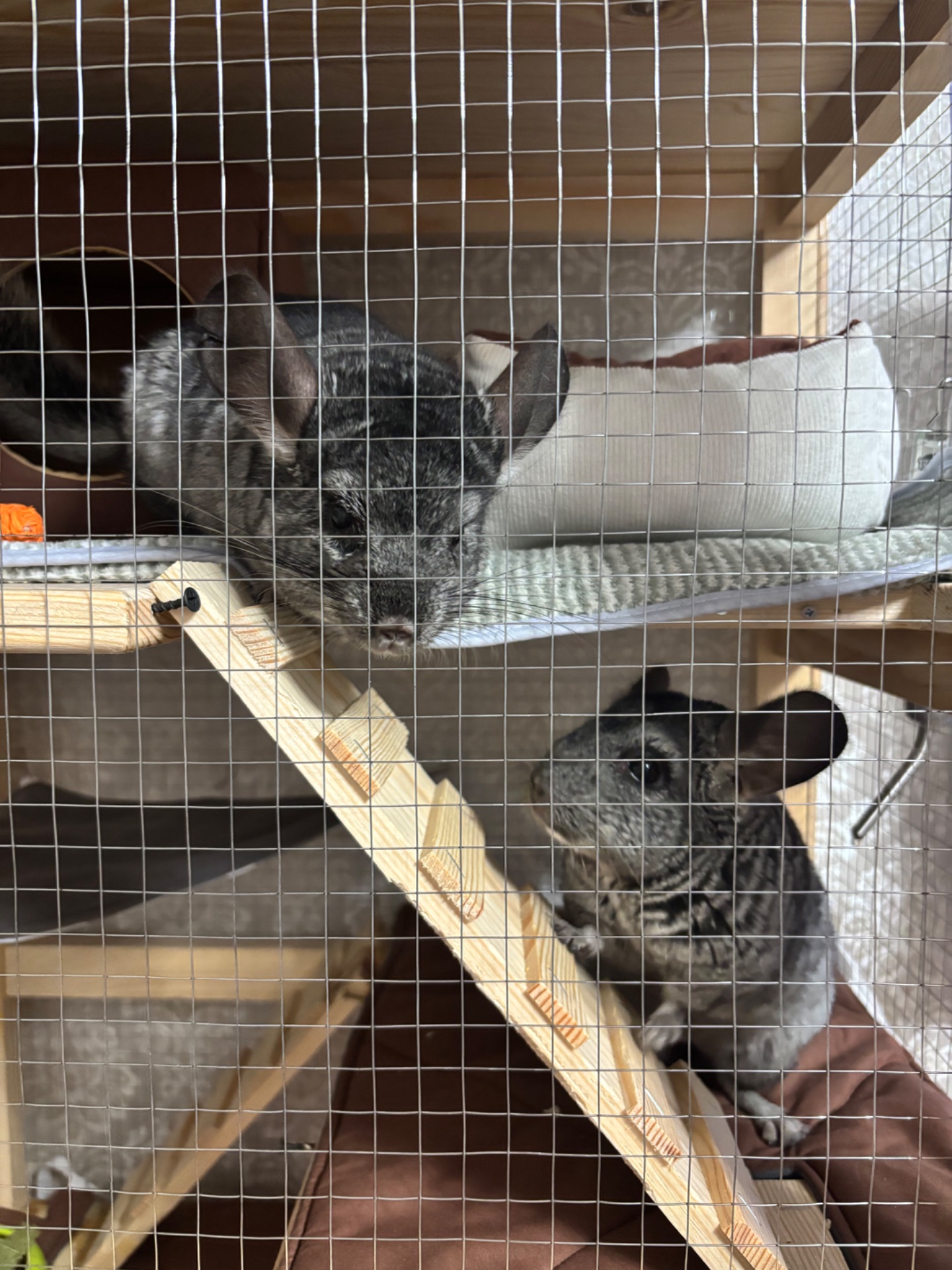 Шиншила / шиншили