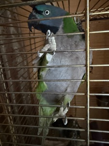 Китайський кільчастий дівчинка