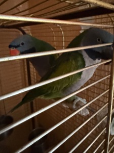 Китайський кільчастий дівчинка