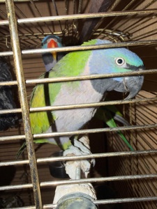 Китайський кільчастий дівчинка