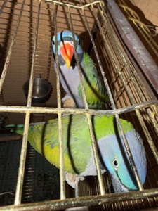 Китайський кільчастий дівчинка