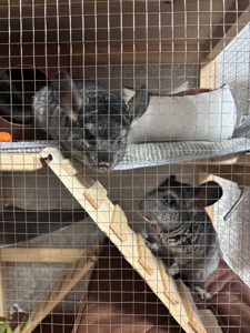 Шиншила / шиншили