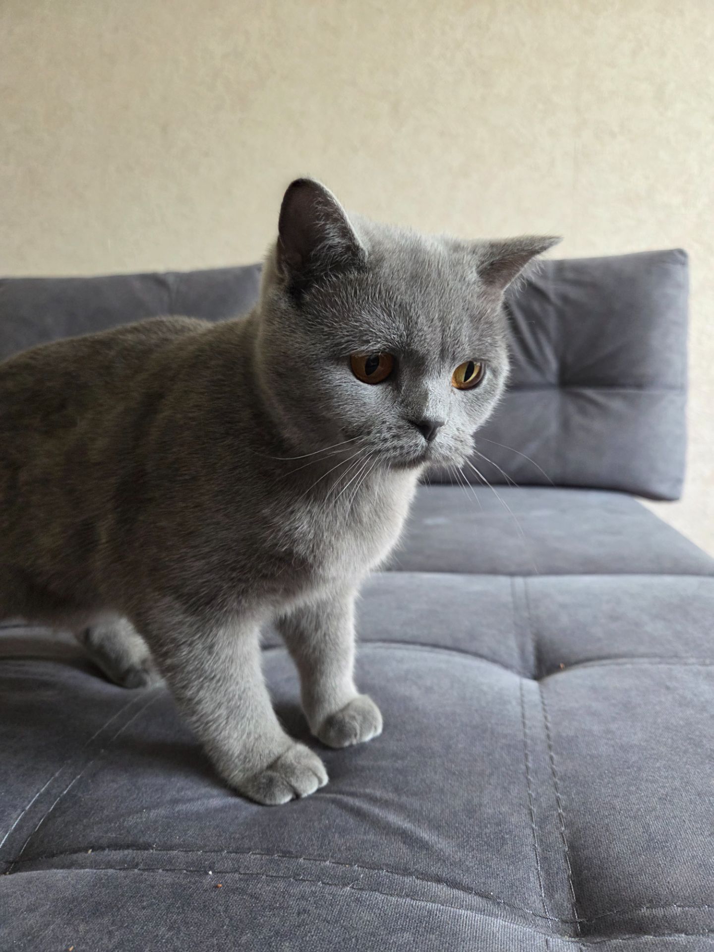 Продам молодую кошку короткошерстную боитанку