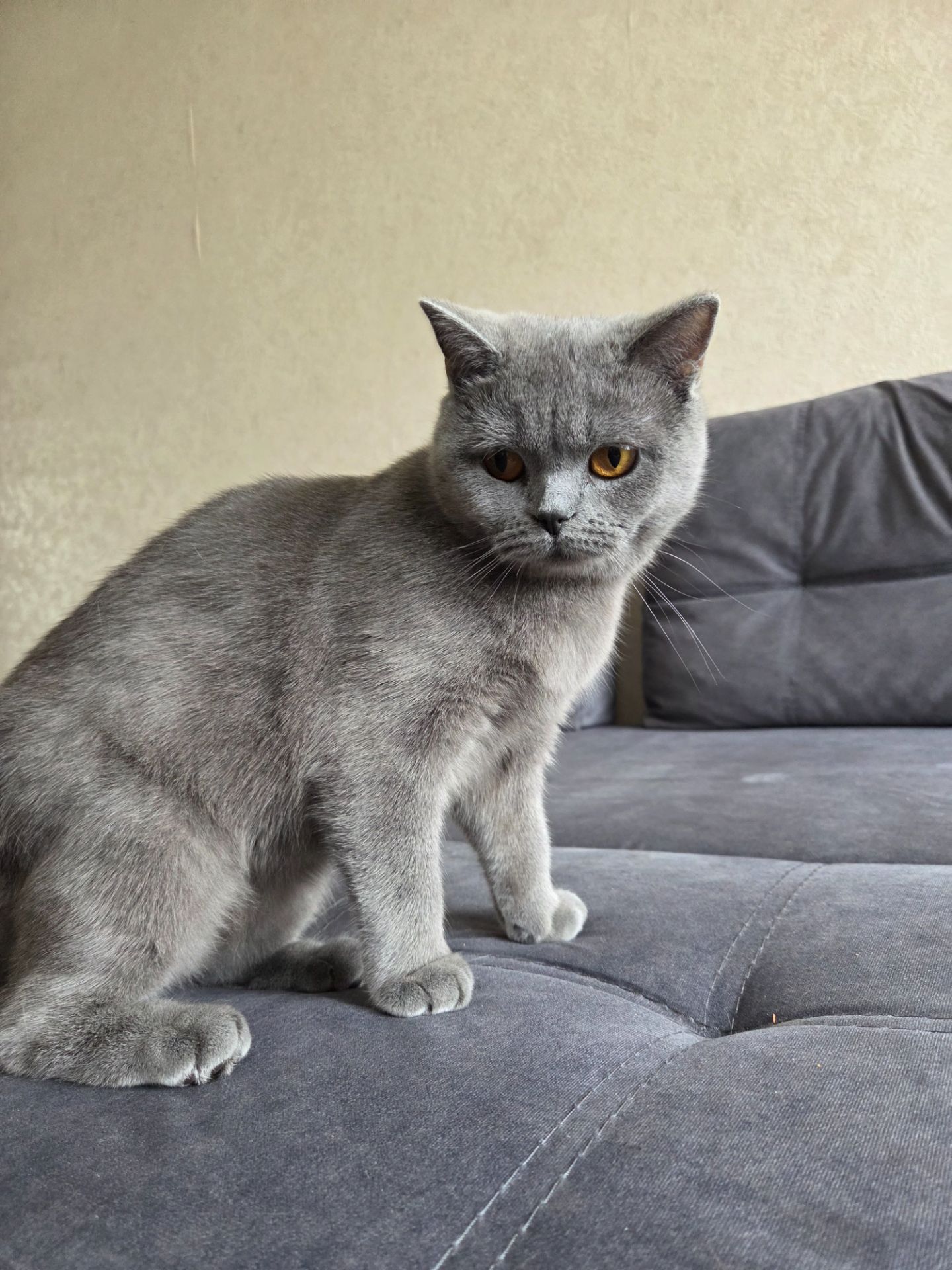 Продам молодую кошку короткошерстную боитанку