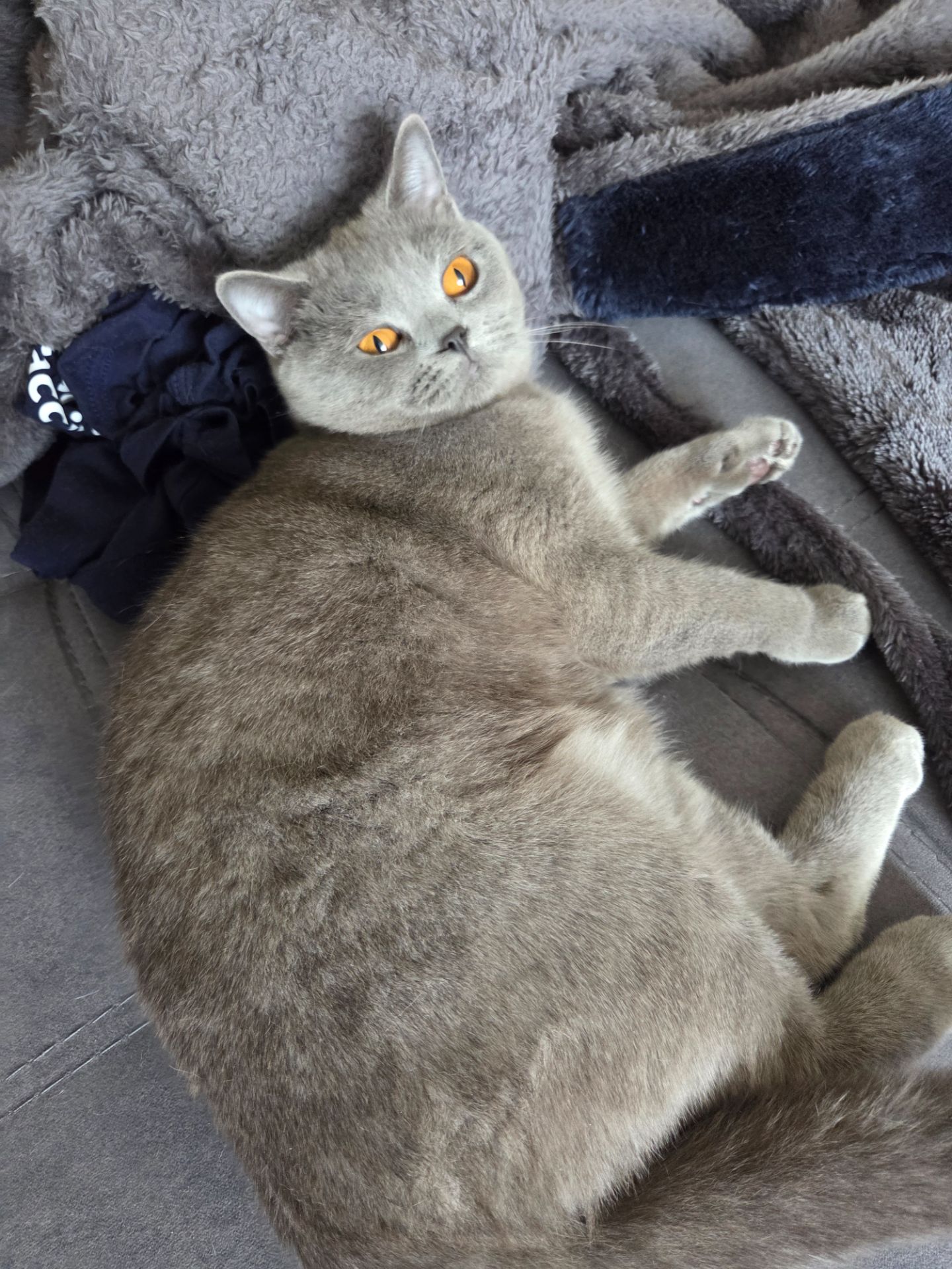 Продам молодую кошку короткошерстную боитанку