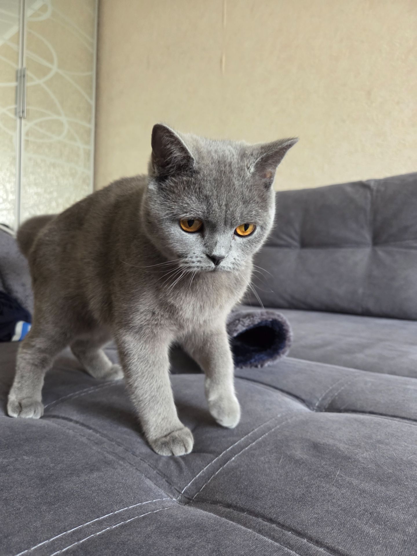 Продам молодую кошку короткошерстную боитанку