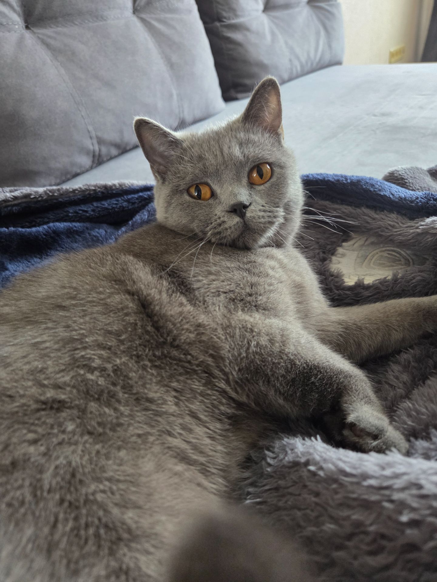 Продам молодую кошку короткошерстную боитанку