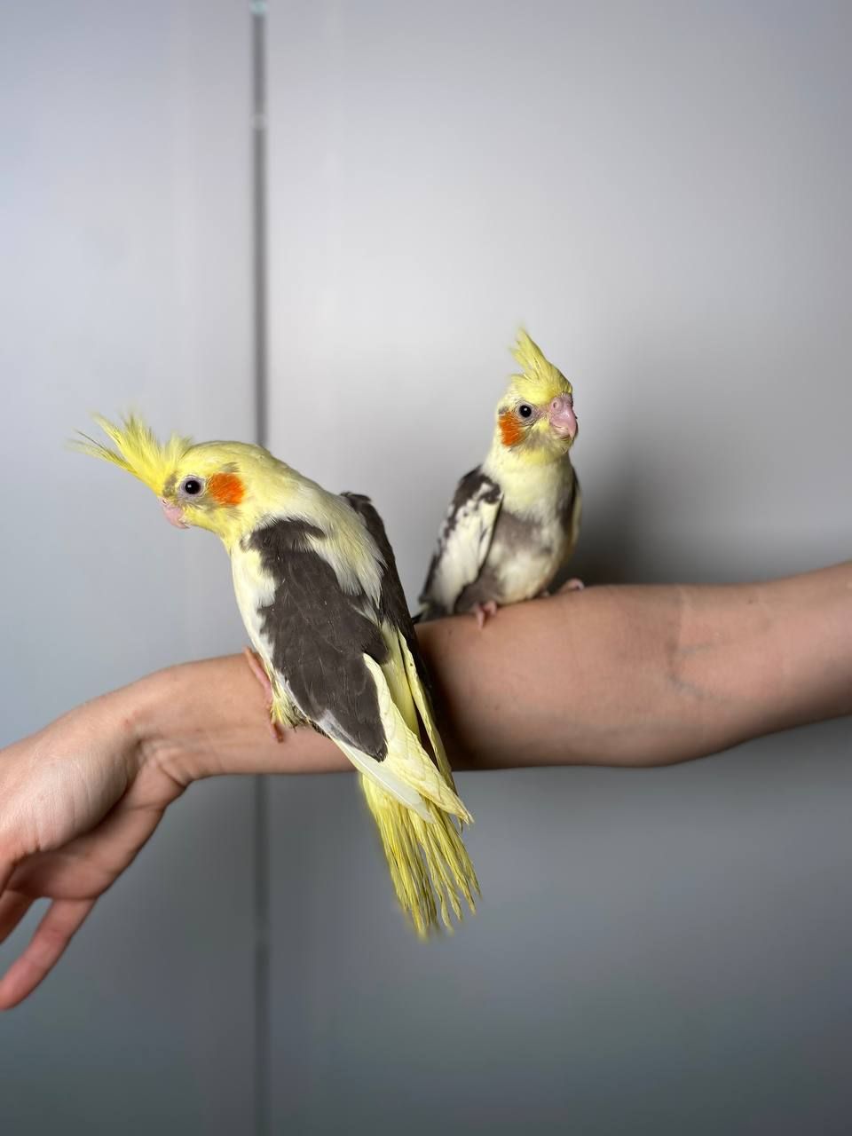 Ручна корелла, корелли від 1.5місяців, домашня корела, німфовий папуга, щокаста корела