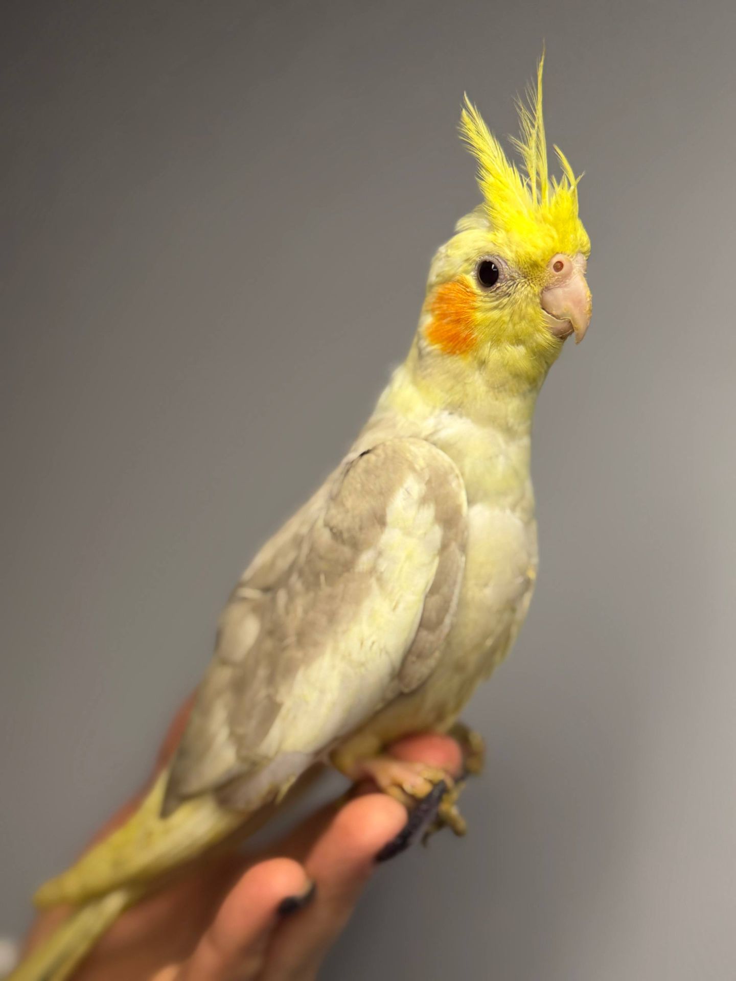 Ручна корелла, корелли від 1.5місяців, домашня корела, німфовий папуга, щокаста корела