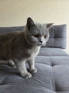 Продам молодую кошку короткошерстную боитанку