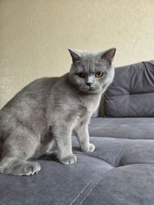 Продам молодую кошку короткошерстную боитанку