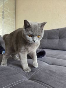 Продам молодую кошку короткошерстную боитанку