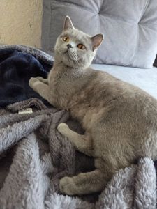 Продам молодую кошку короткошерстную боитанку