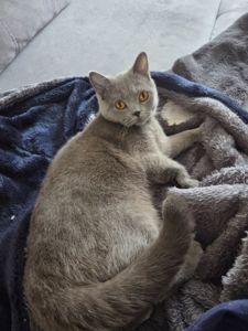 Продам молодую кошку короткошерстную боитанку