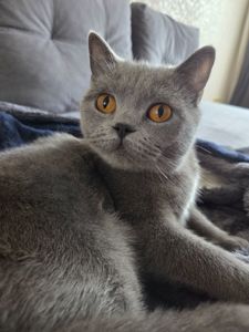 Продам молодую кошку короткошерстную боитанку