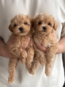 Цуцики міні мальтіпу ф1 хлопчики та дівчатка