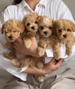 Цуцики міні мальтіпу ф1 хлопчики та дівчатка