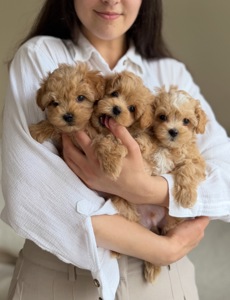 Цуцики міні мальтіпу ф1 хлопчики та дівчатка