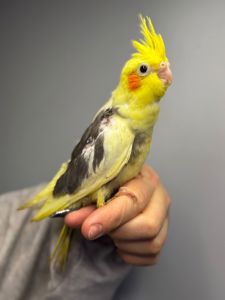 Ручна корелла, корелли від 1.5місяців, домашня корела, німфовий папуга, щокаста корела