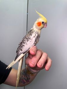 Ручна корелла, корелли від 1.5місяців, домашня корела, німфовий папуга, щокаста корела