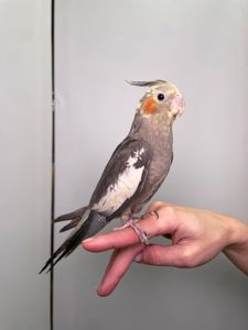 Ручна корелла, корелли від 1.5місяців, домашня корела, німфовий папуга, щокаста корела